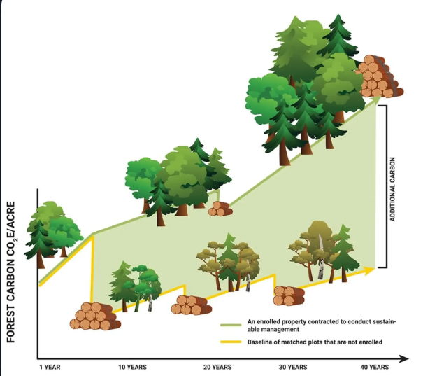 gestione forestale