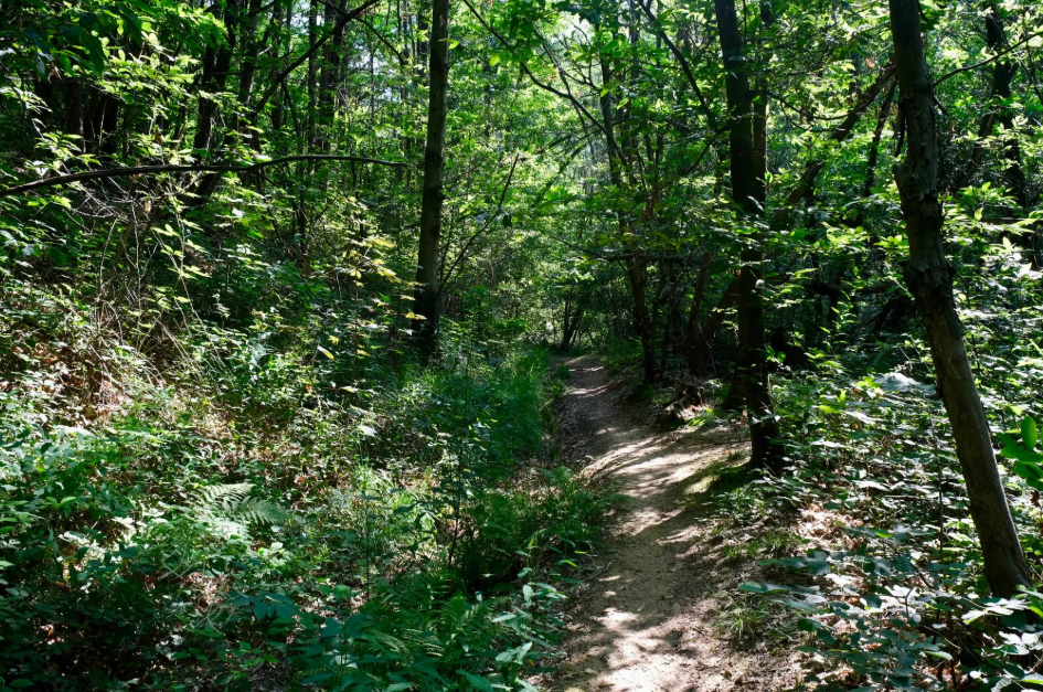 bosco Lanza