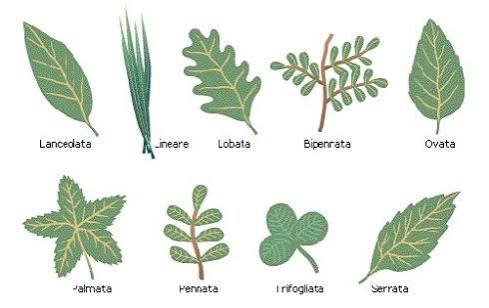 latifoglie