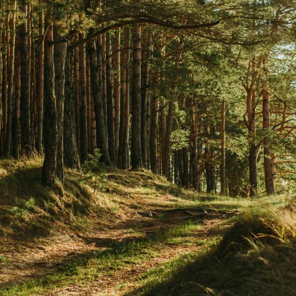 Foresta